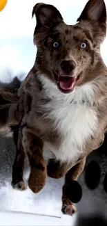 An energetic brown dog joyfully runs through the snow in this dynamic mobile wallpaper.