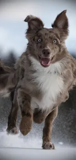 Playful dog runs enthusiastically through snowy outdoor scene.