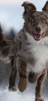 Energetic dog running through snowy landscape, full of joy.