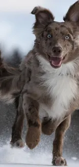 Energetic brown dog running in the snow, showcasing motion and joy.