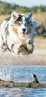 Dog leaping over water with vibrant scenery background.