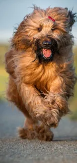 Energetic dog joyfully running outdoors on a sunny day.