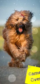 Energetic dog running with 'Game Over' sign.