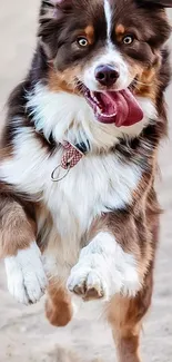 Joyful dog running on sandy path with tongue out.