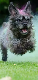 Energetic dog joyfully running on green grass.