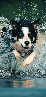 Border collie splashing through water in dynamic mobile wallpaper.