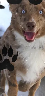 Leaping dog with blue eyes in snowy scene.