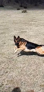 German Shepherd leaping on grassy field wallpaper.