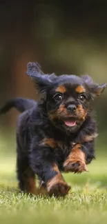Playful puppy running in a green field.