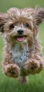 Joyful puppy running across a green field in mobile wallpaper.