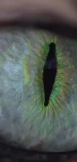 Close-up image of a cat's eye featuring vibrant green hues.