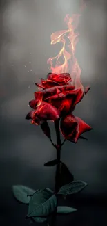 Surreal image of a red rose with flames, set against a dark background.