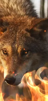 Epic wolf staring through fire in mobile wallpaper.