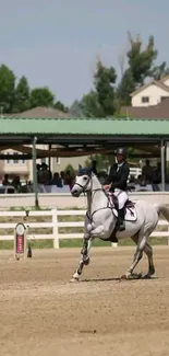 Rider on a white horse in an outdoor arena.