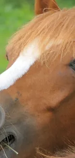 Serene chestnut horse close-up mobile wallpaper.