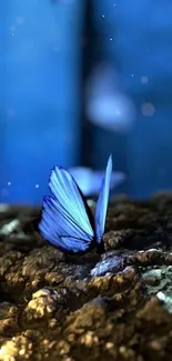 A blue butterfly on rugged terrain, under a dark blue background.