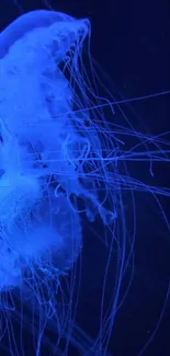 Mesmerizing glow of a blue jellyfish underwater.