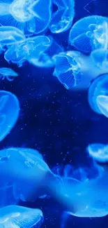 Ethereal blue jellyfish floating in a deep ocean background.