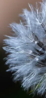 Close-up of a dandelion with white seeds against a soft background.