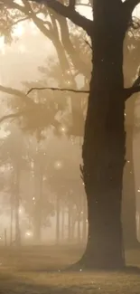 Ethereal forest morning mist with soft light and trees in the background.