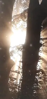 Forest with sunlight streaming through trees creating an ethereal view.