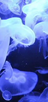 Glowing blue jellyfish in serene underwater scene.