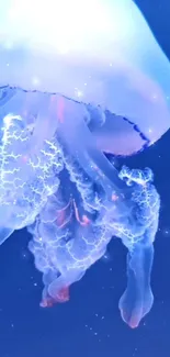 Glowing jellyfish floating in a blue ocean background.