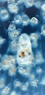 Ethereal jellyfish floating in blue ocean wallpaper.