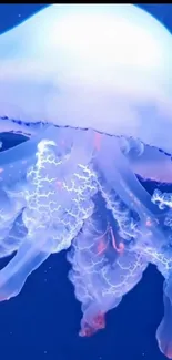 Ethereal jellyfish glows in deep blue ocean wallpaper.