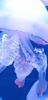 Close-up of ethereal jellyfish with translucent and vibrant blue colors.