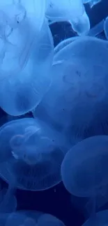 Ethereal blue jellyfish in ocean wallpaper.