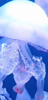 Ethereal jellyfish with glowing tentacles in deep blue ocean background.