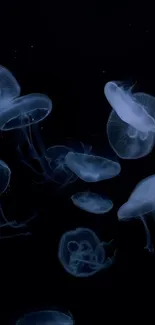 Graceful jellyfish floating in dark ocean, creating an ethereal wallpaper.