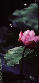 Ethereal pink lotus with stars on dark background.