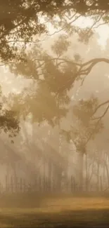 Misty forest at sunrise with golden light filtering through trees.