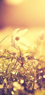 Golden sunlight illuminating a dewy meadow with delicate white flowers.