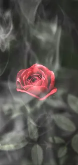 Vibrant red rose in ethereal smoke on a mobile wallpaper.