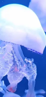 Glowing blue jellyfish in a serene underwater setting.