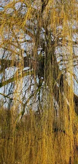 Serene golden willow tree wallpaper for mobile.