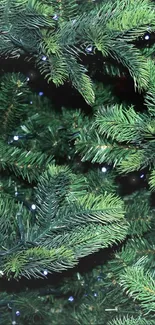 Close-up of evergreen pine branches with a lush green texture.