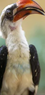 Close-up of an exotic bird with vibrant feathers and a striking colorful beak.