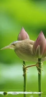 Exotic bird perched on lotus stems in a lush green setting.