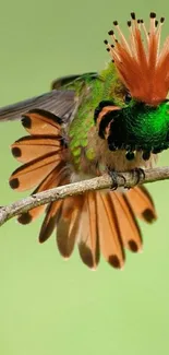 Vibrant exotic bird with green and orange plumage perched on a branch.