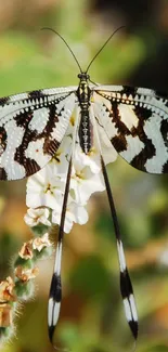 Exotic butterfly with patterned wings on a flower.