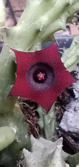 Star-shaped red cactus flower with green stems.