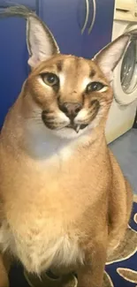 Majestic caracal cat with tufted ears sitting indoors.