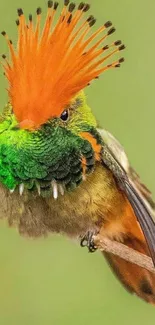 Vibrant exotic bird with green and orange feathers in close-up portrait.