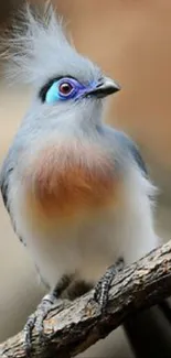 Exotic crested bird on branch wallpaper.