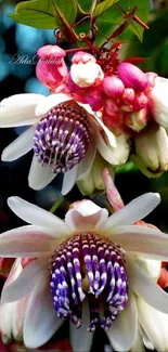 Exotic purple and white flowers with lush green leaves on mobile wallpaper.