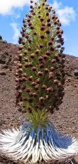 Exotic mountain plant in a rocky landscape providing unique wallpaper background.